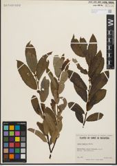 Foto von Salix humilis Marshall